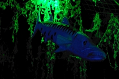 Barracuda - Polisto 2014