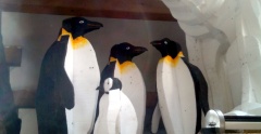 Penguins Family - Polisto 2014